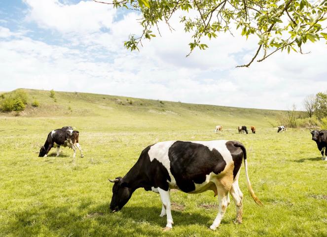 Inverno: por que se prevenir de infestações de carrapatos durante o período?