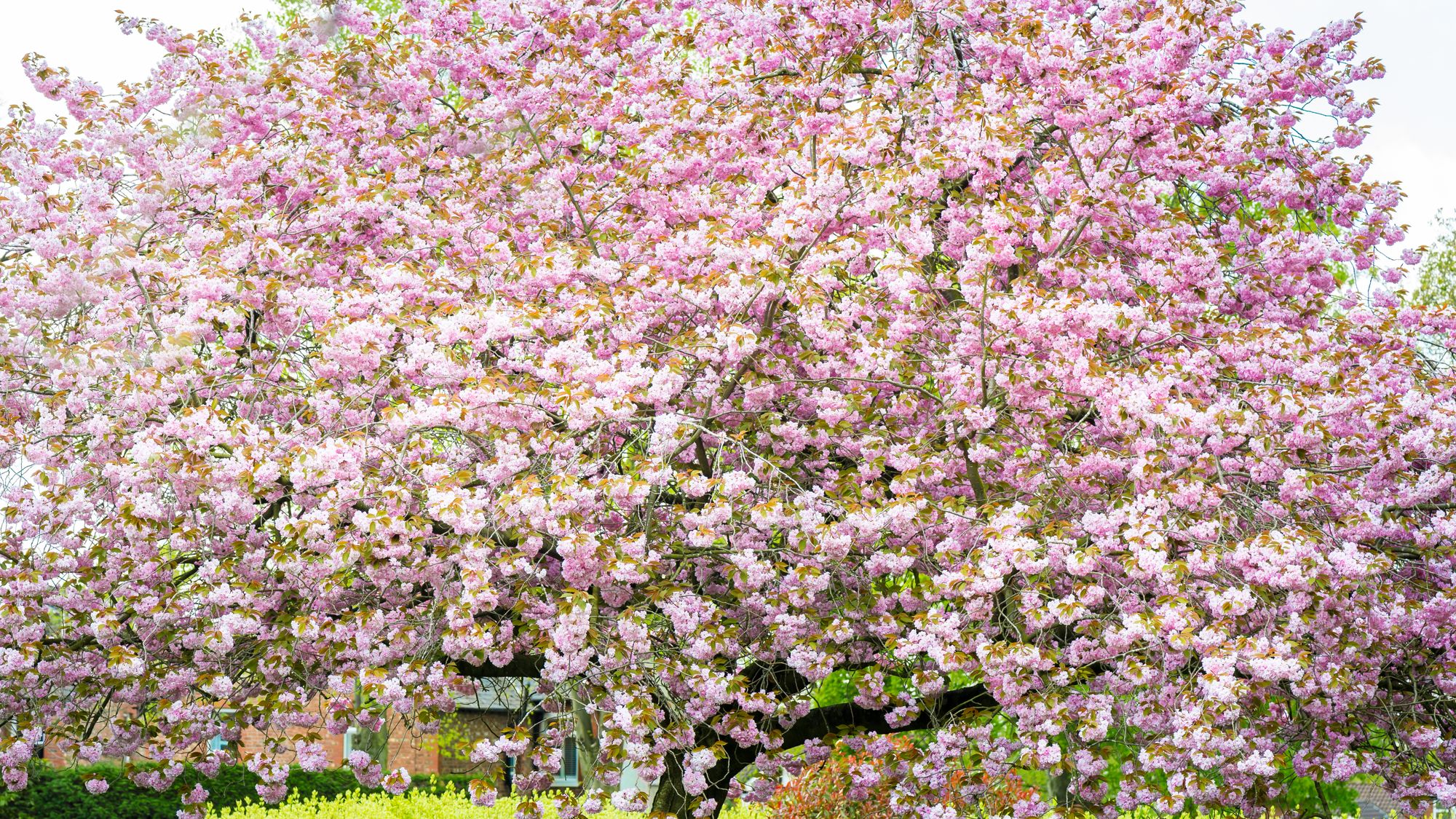 Flores da Primavera: plantas orientais trazem cores e beleza para decoração de casa